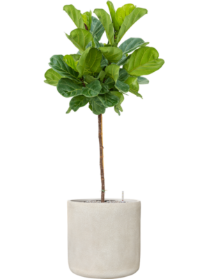 Ficus lyrata en Antwerp