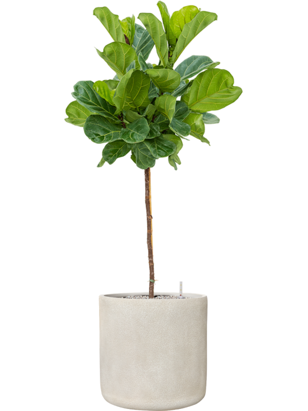 Ficus lyrata en Antwerp, Private label