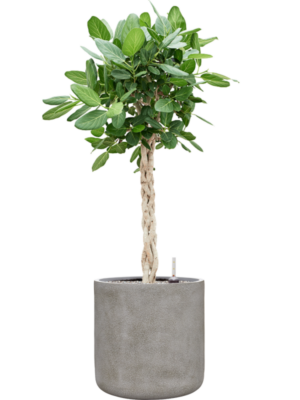 Ficus benghalensis 'Audrey' en Antwerp