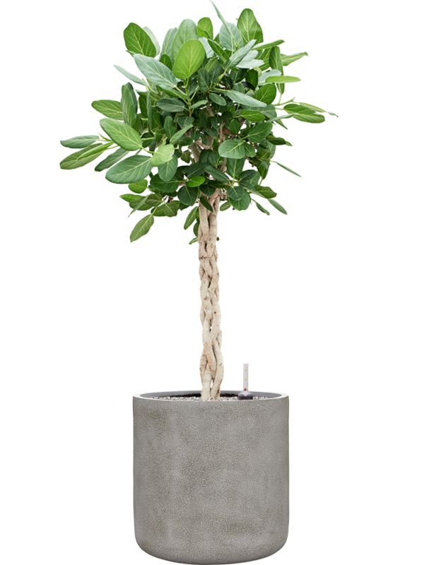 Ficus benghalensis 'Audrey' en Antwerp, Private label