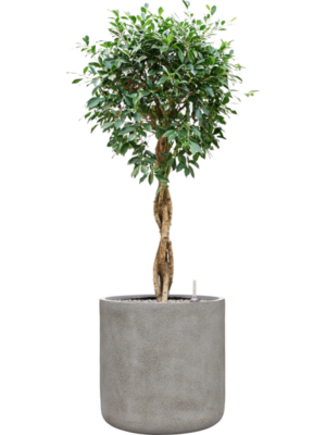 Ficus microcarpa 'Nitida' en Antwerp