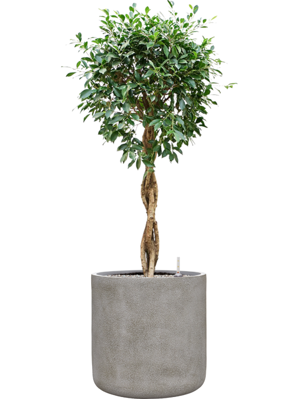 Ficus microcarpa 'Nitida' en Antwerp, Private label