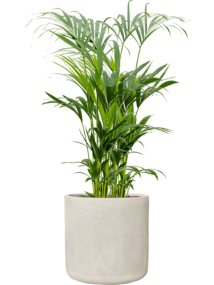 Kentia (Howea) forsteriana en Antwerp