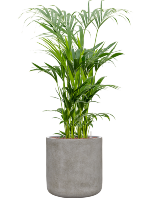 Kentia (Howea) forsteriana en Antwerp