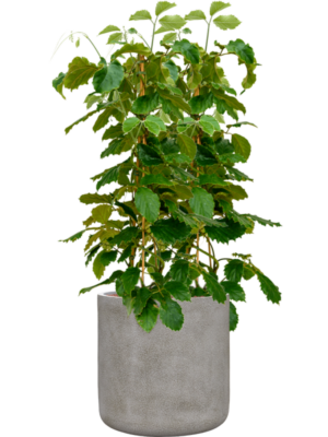 Tetrastigma voinierianum en Antwerp