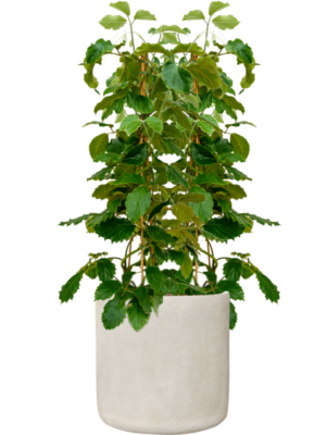 Tetrastigma voinierianum en Antwerp