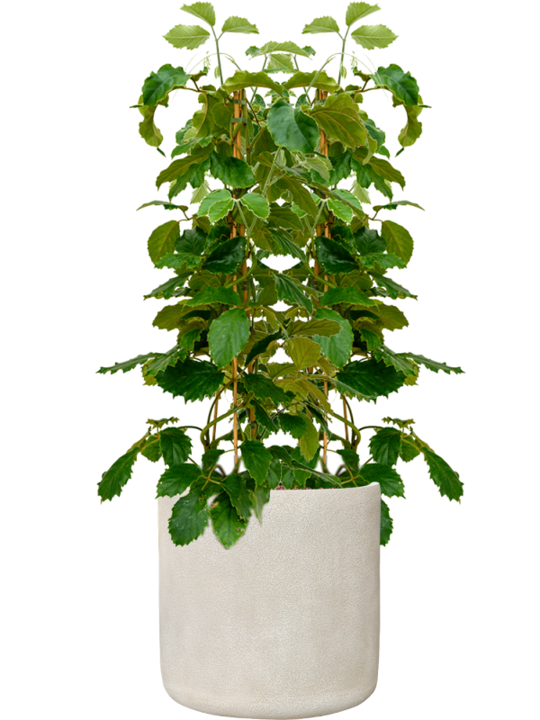 Tetrastigma voinierianum en Antwerp, Private label