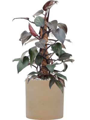 Philodendron 'New Red' en Rough