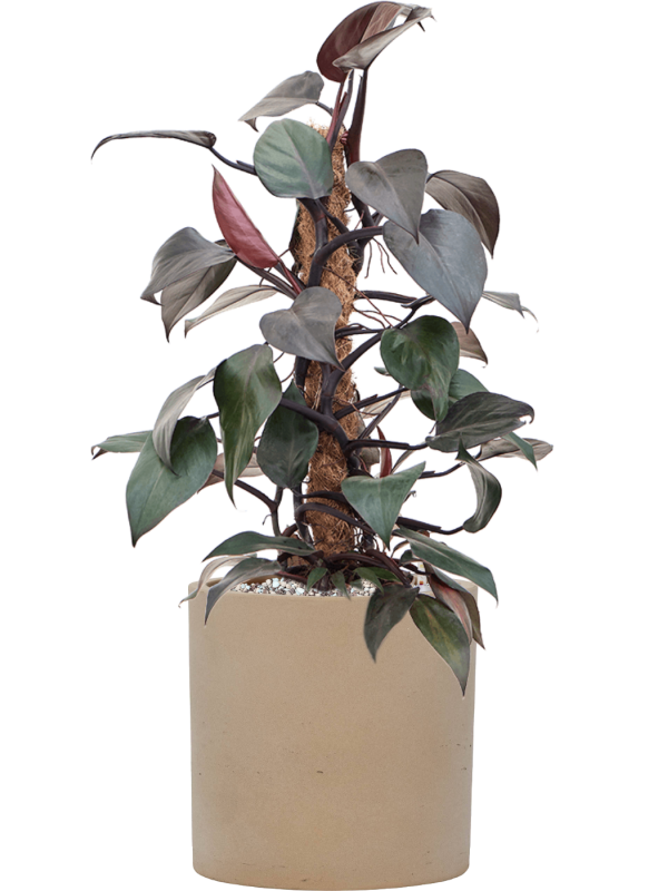 Philodendron 'New Red' en Rough, Pottery Pots