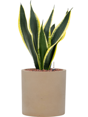 Sansevieria trifasciata 'Super Flame' en Rough