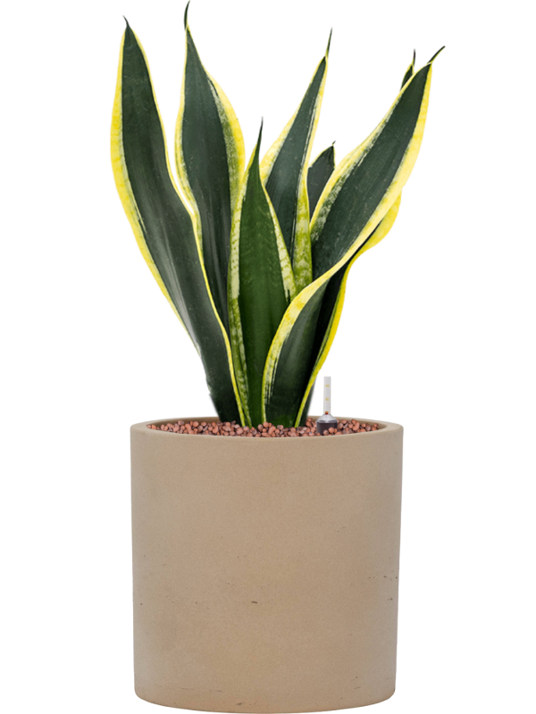 Sansevieria trifasciata 'Super Flame' en Rough, Pottery Pots