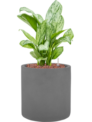 Aglaonema 'Christina' en Natural