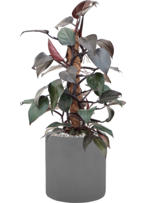 Philodendron 'New Red' en Natural