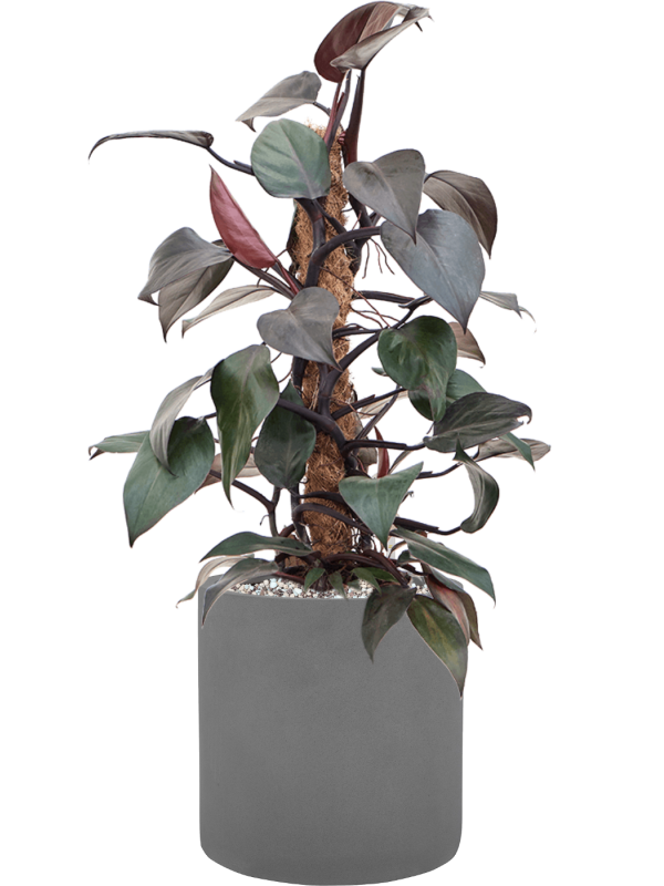 Philodendron 'New Red' en Natural, Pottery Pots