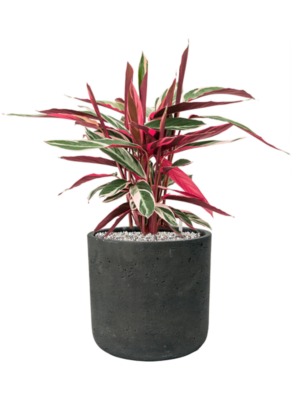 Stromanthe Sanguinea 'Triostar' en Rough
