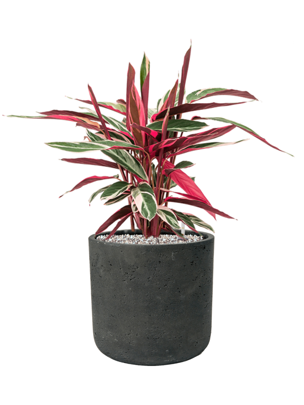 Stromanthe Sanguinea 'Triostar' en Rough, Pottery Pots