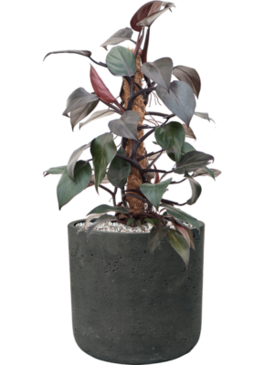 Philodendron 'New Red' en Rough