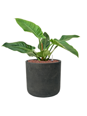 Philodendron 'Imperial Green' en Rough