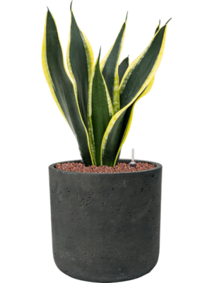 Sansevieria trifasciata 'Super Flame' en Rough