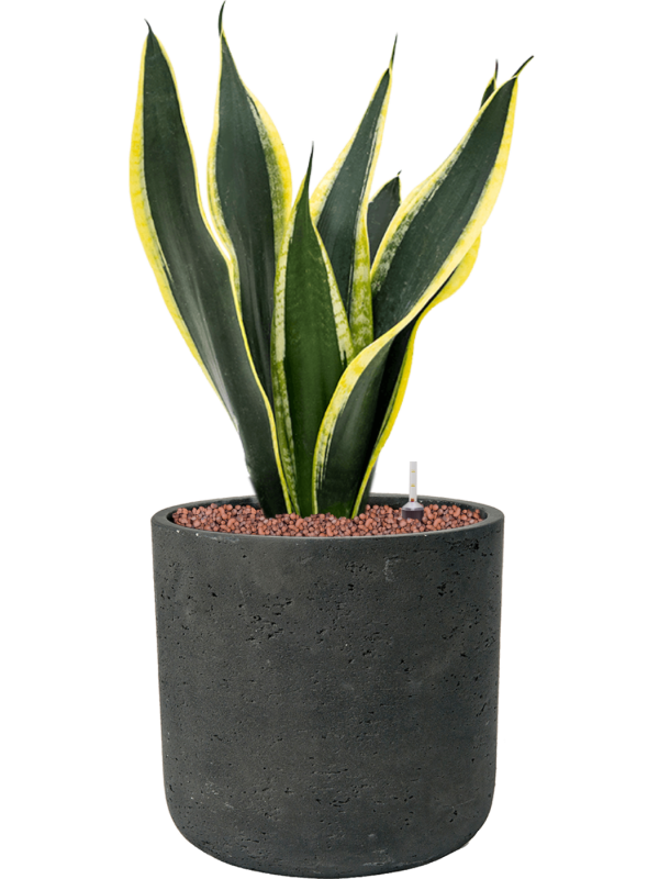 Sansevieria trifasciata 'Super Flame' en Rough, Pottery Pots