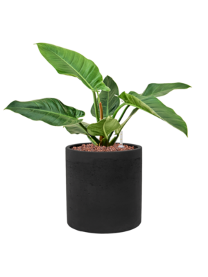 Philodendron 'Imperial Green' en Rough