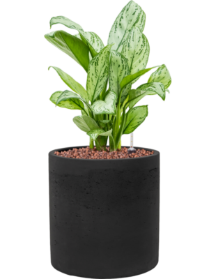 Aglaonema 'Christina' en Rough