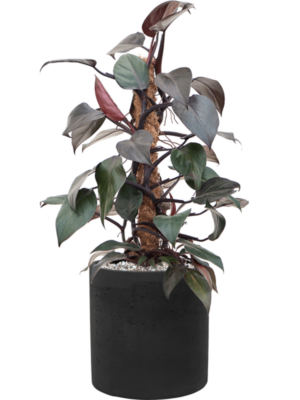 Philodendron 'New Red' en Rough