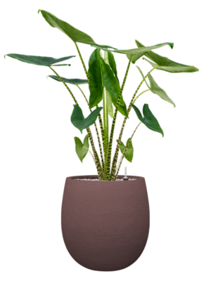 Alocasia zebrina en Terreno