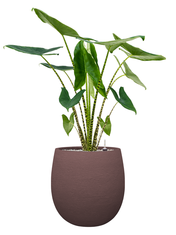 Alocasia zebrina en Terreno, Luca Lifestyle