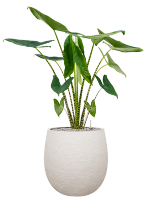 Alocasia zebrina en Terreno