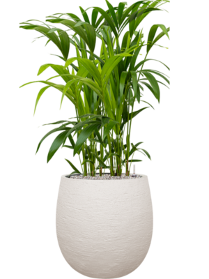 Kentia (Howea) forsteriana en Terreno