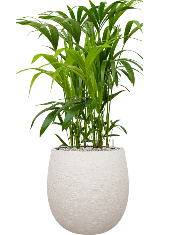 Kentia (Howea) forsteriana en Terreno, Luca Lifestyle
