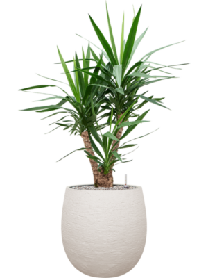 Yucca elephantipes en Terreno