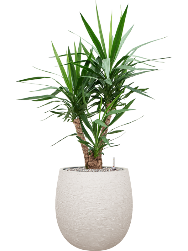 Yucca elephantipes en Terreno, Luca Lifestyle
