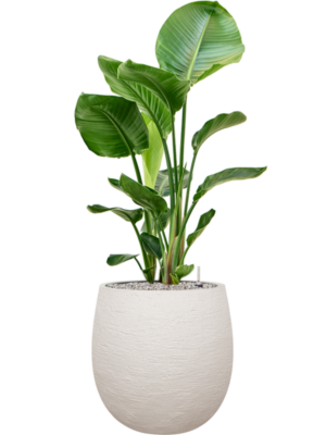 Strelitzia nicolai en Terreno