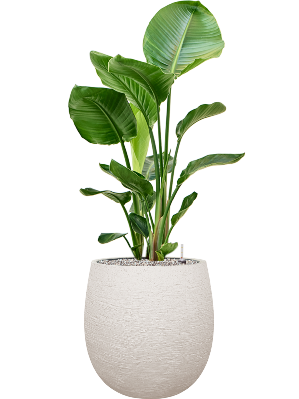 Strelitzia nicolai en Terreno, Luca Lifestyle