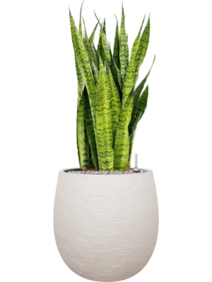 Sansevieria zeylanica en Terreno