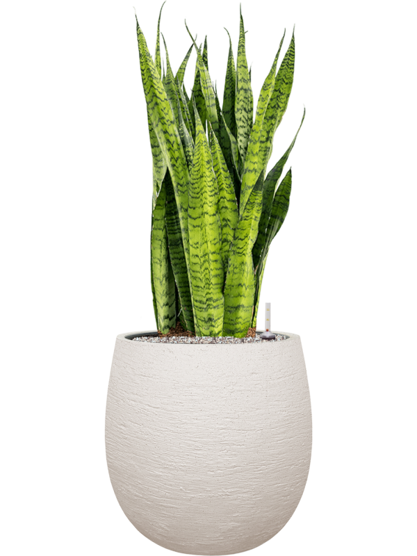 Sansevieria zeylanica en Terreno, Luca Lifestyle
