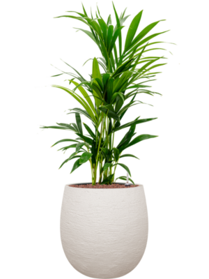 Kentia (Howea) forsteriana en Terreno