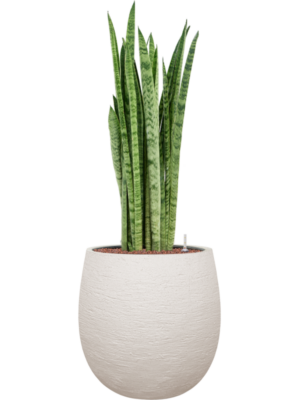 Sansevieria zeylanica 'Narrow' en Terreno