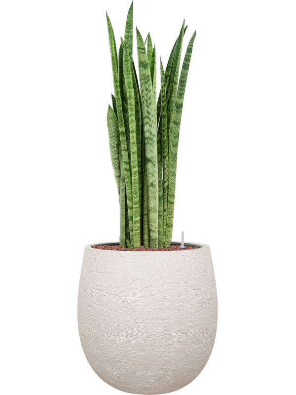 Sansevieria zeylanica 'Narrow' en Terreno, Luca Lifestyle