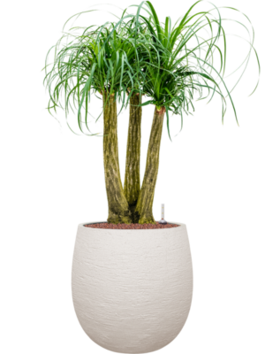 Beaucarnea recurvata en Terreno