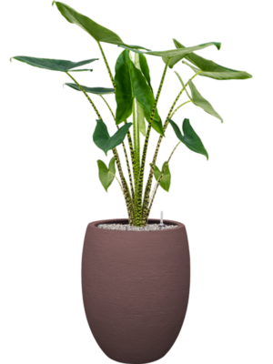 Alocasia zebrina en Terreno