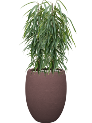 Ficus binnendijkii 'Alii' en Terreno