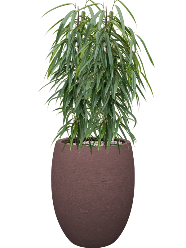 Ficus binnendijkii 'Alii' en Terreno, Luca Lifestyle