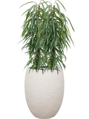 Ficus binnendijkii 'Alii' en Terreno