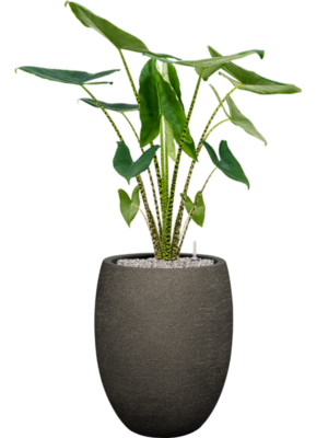 Alocasia zebrina en Terreno
