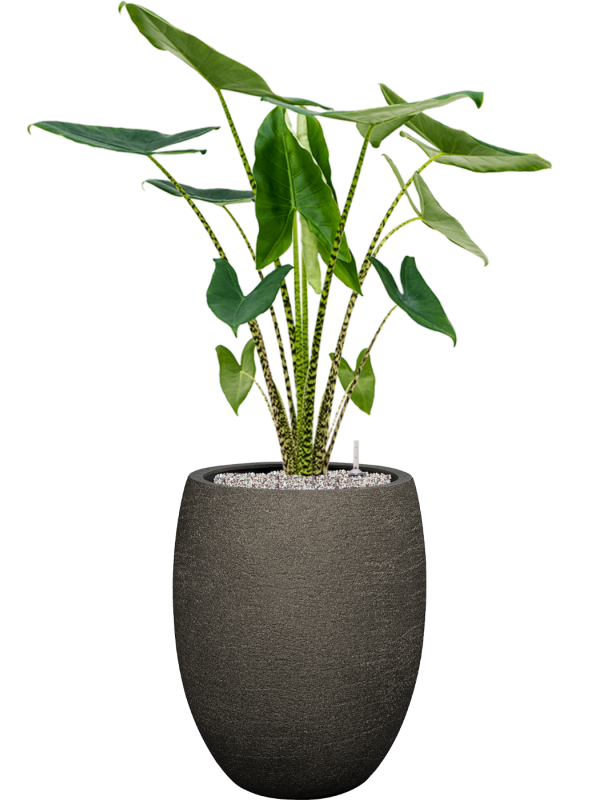 Alocasia zebrina en Terreno, Luca Lifestyle