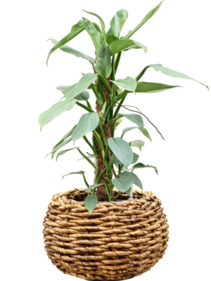 Philodendron 'Silver Queen' en Drypot Abaca
