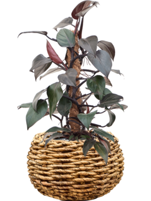 Philodendron 'New Red' en Drypot Abaca